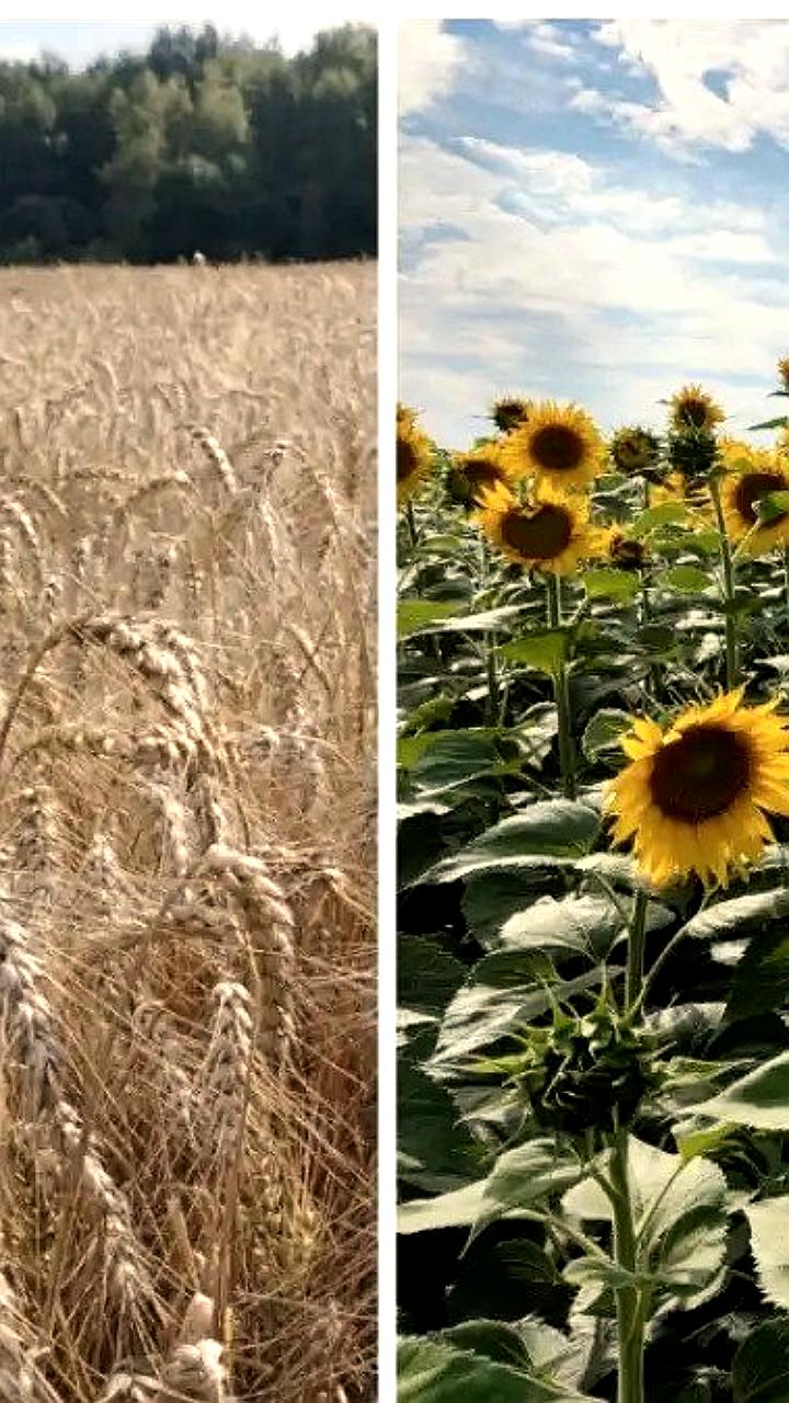 Новосибирская область собрала более 3 миллионов тонн зерна в 2025 году