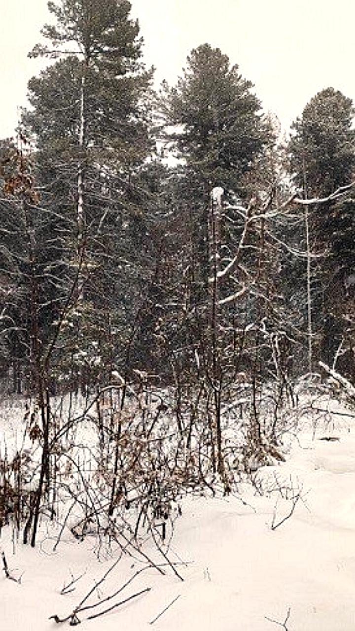 Прокуратура требует установить охранные зоны для 25 памятников природы в Томской области