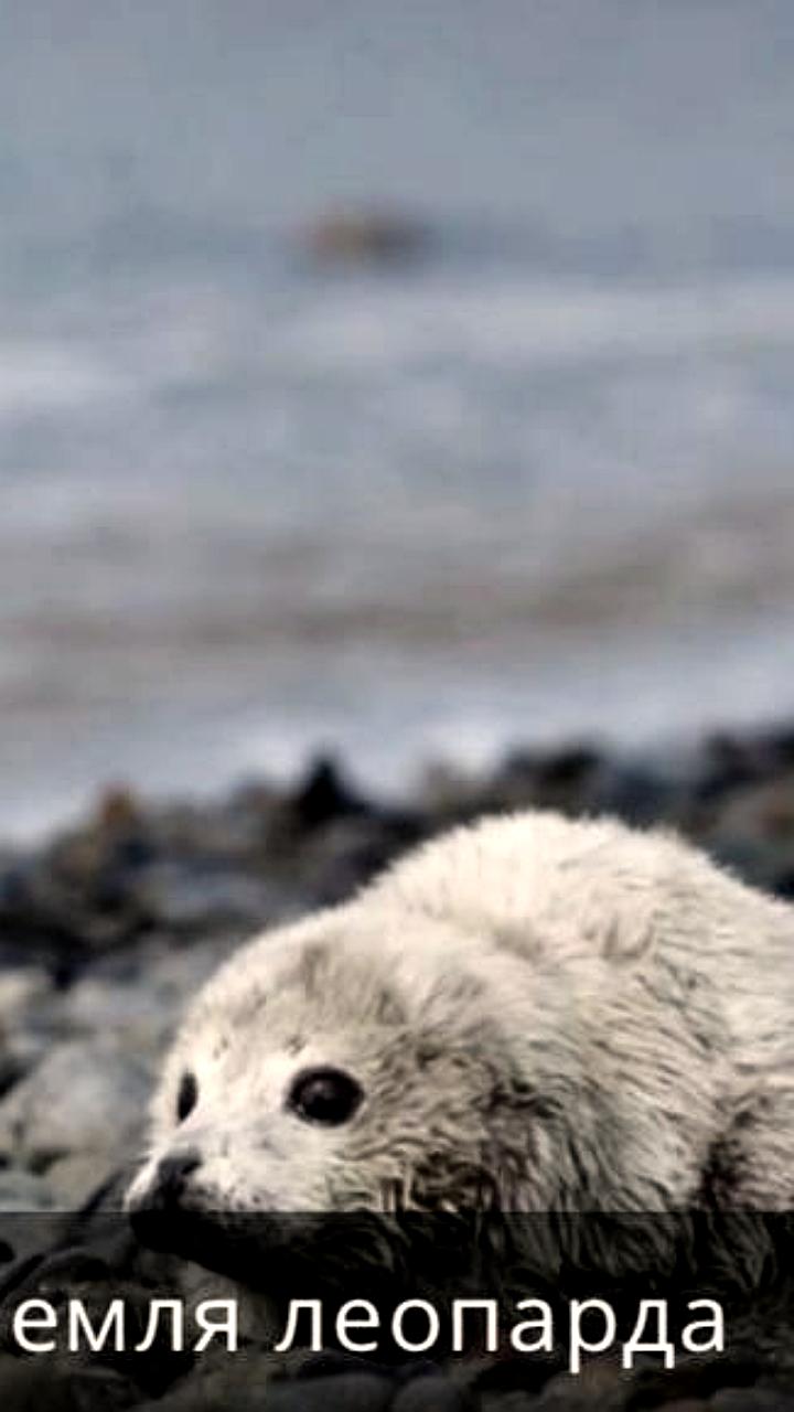 Начало сезона рождения ларги в Дальневосточном морском заповеднике