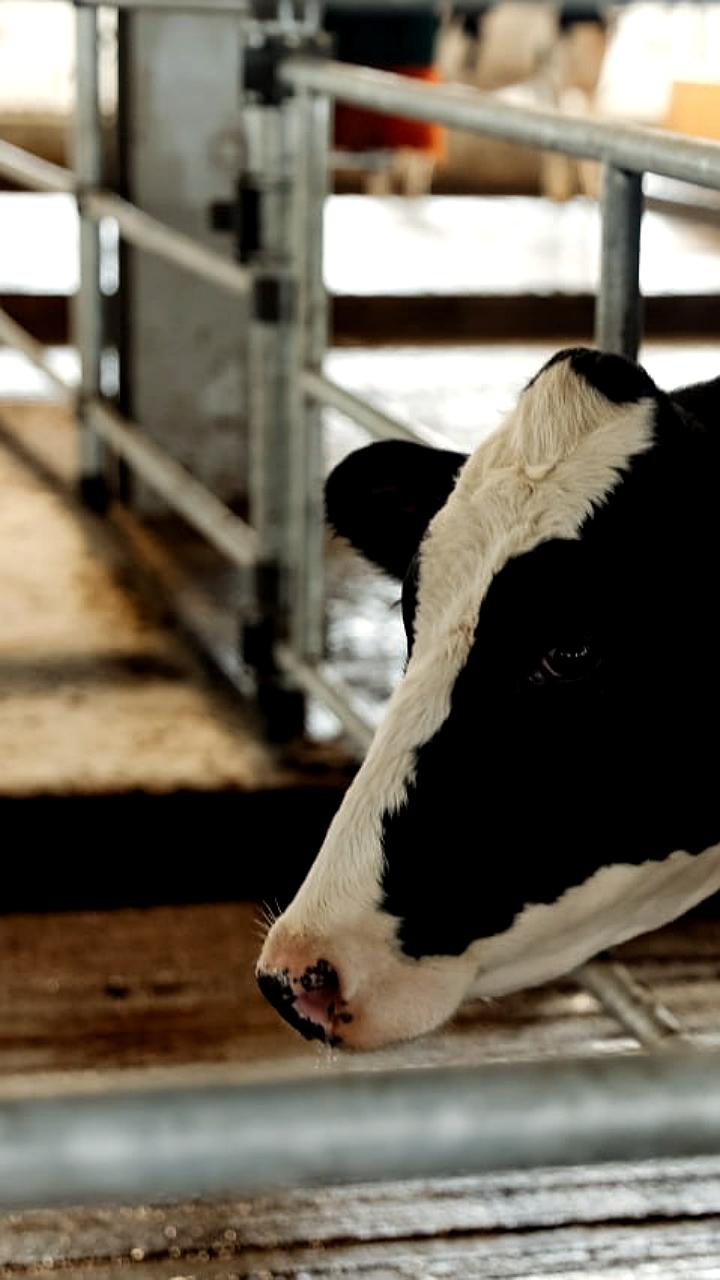 Дальний Восток демонстрирует рекордный рост животноводства в 2025 году