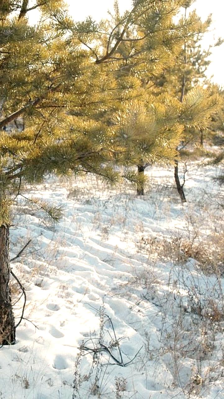 Успехи в охране хвойных лесов: Алтайский край и Северная Осетия снижают незаконную вырубку