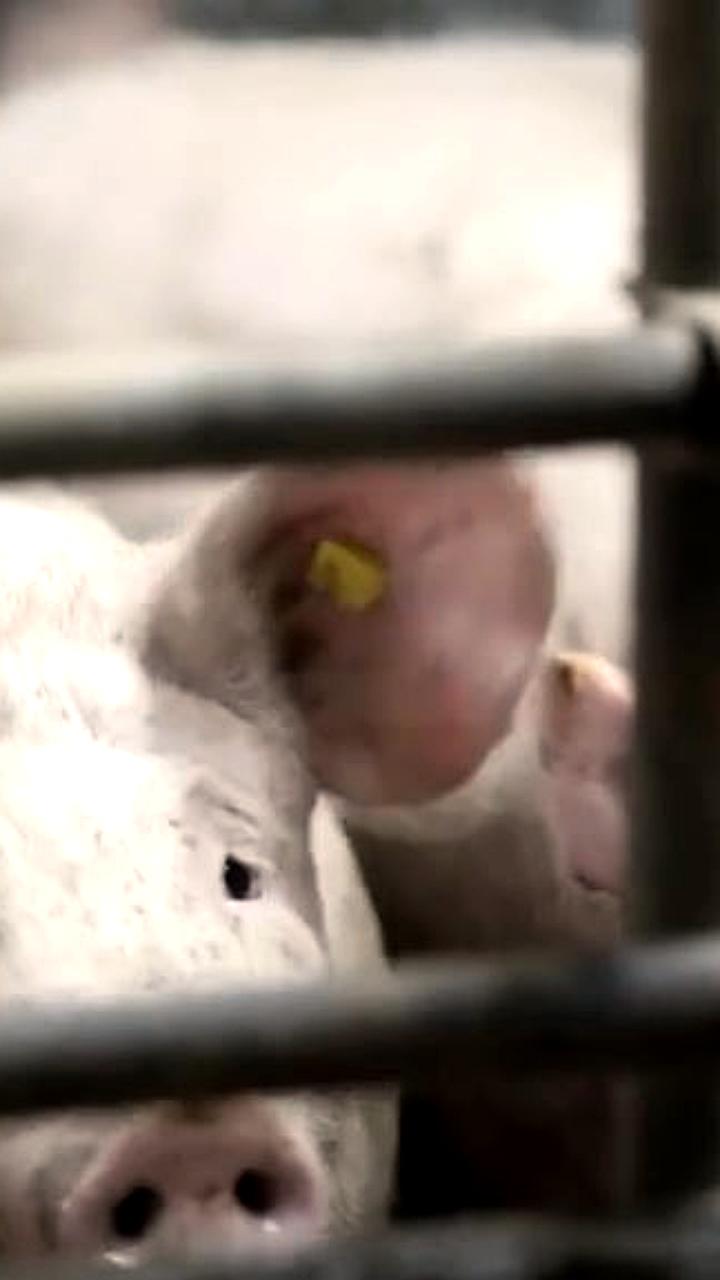 В Молдове зафиксированы пять случаев африканской чумы свиней за неделю