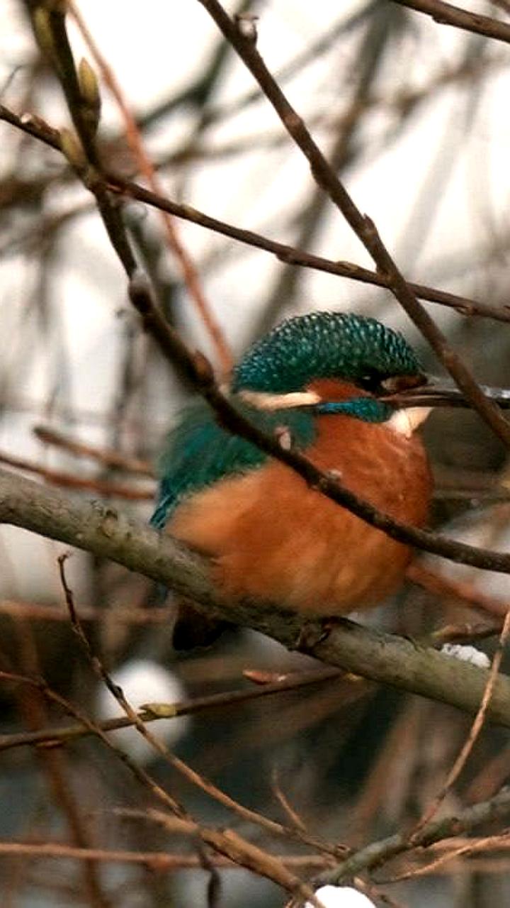 Редкие цапли замечены в Владивостоке: орнитолог объясняет причины