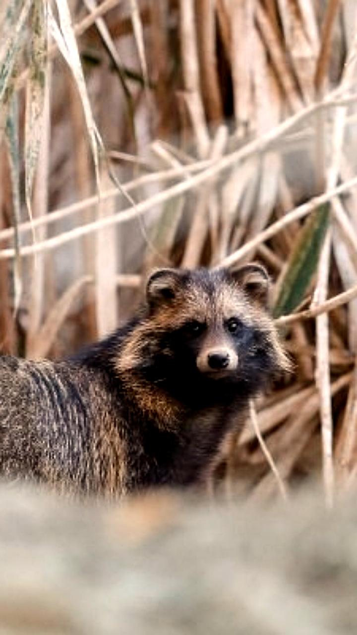 Минприроды предлагает изменения в закон об ООПТ для строительства объектов федерального значения
