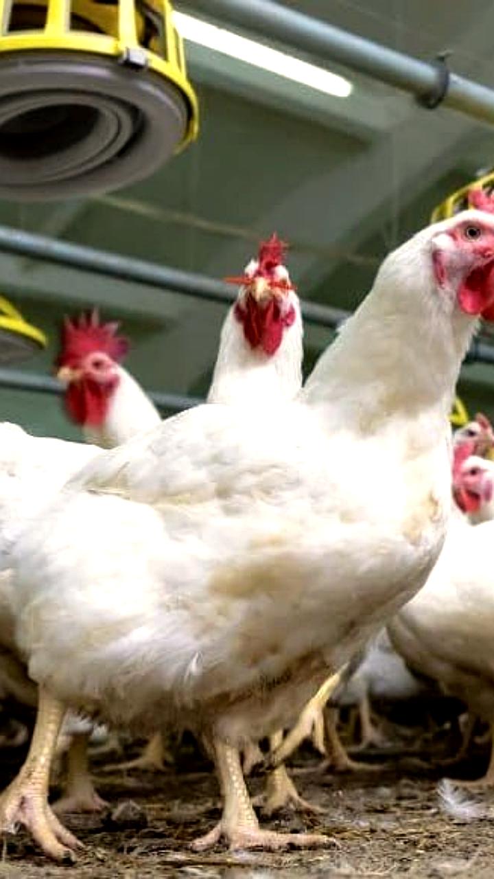 Инвесторам предлагают вложиться в птицеферму в Хабаровском крае