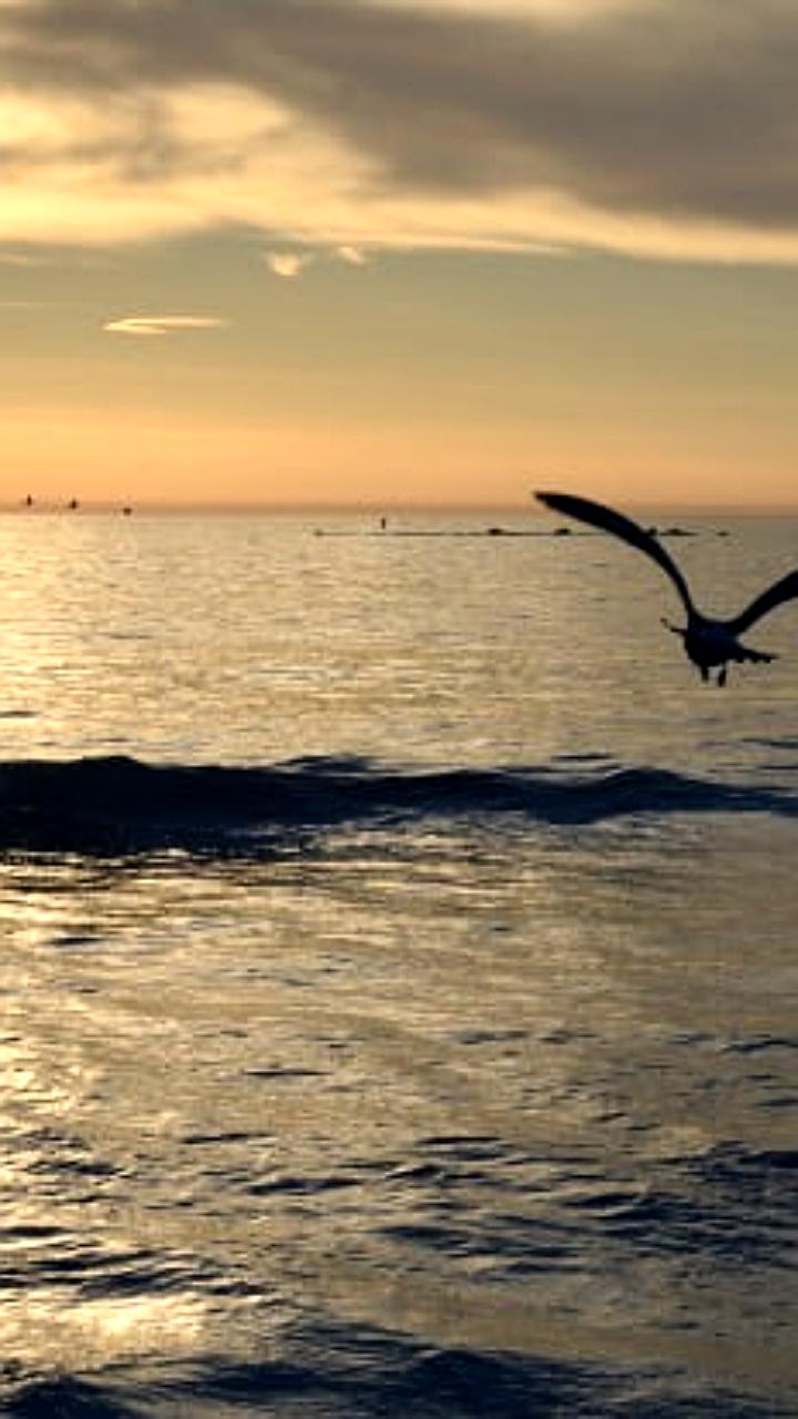 Российские рыбаки снизили вылов водных биоресурсов на 3% по сравнению с прошлым годом