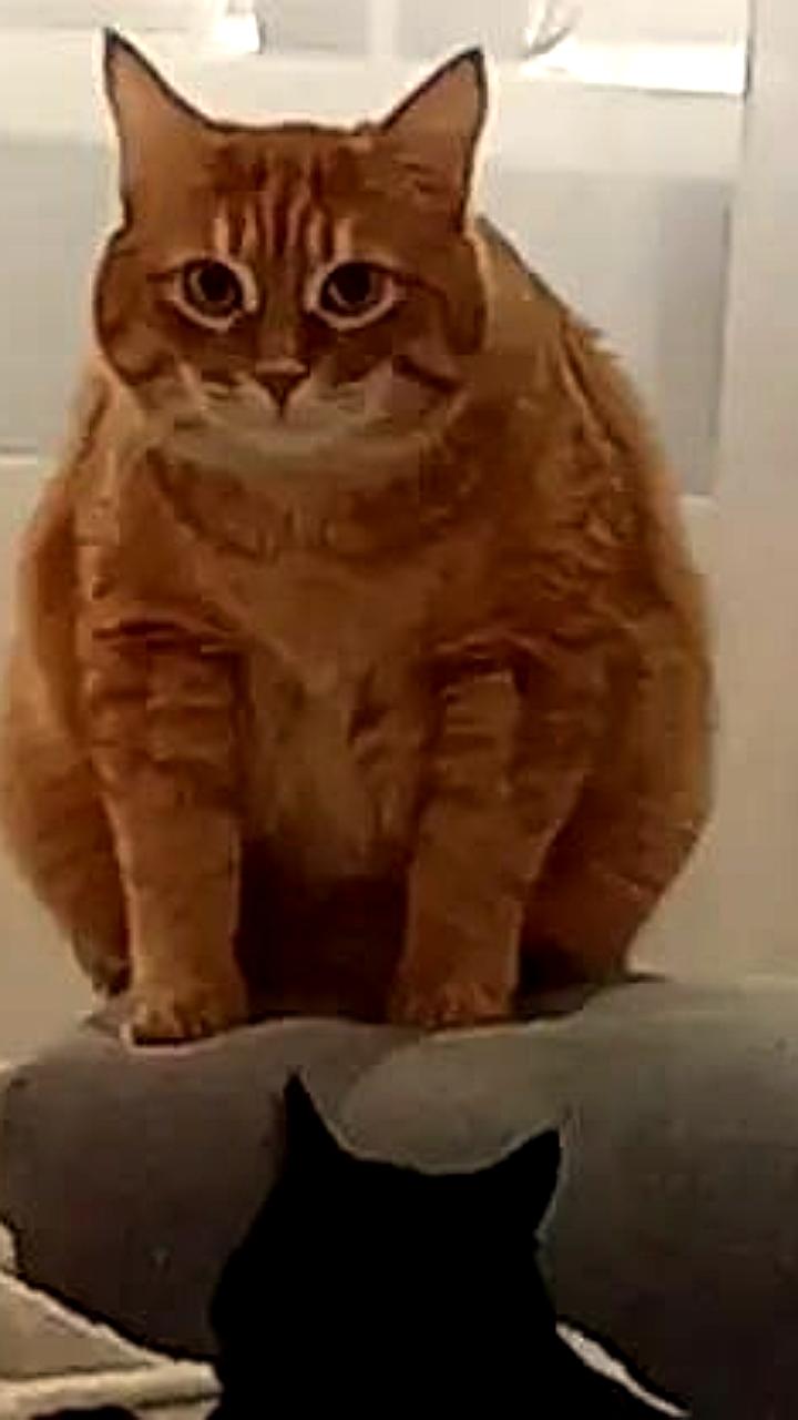 Госдума поддержала законопроект о маркировке домашних животных