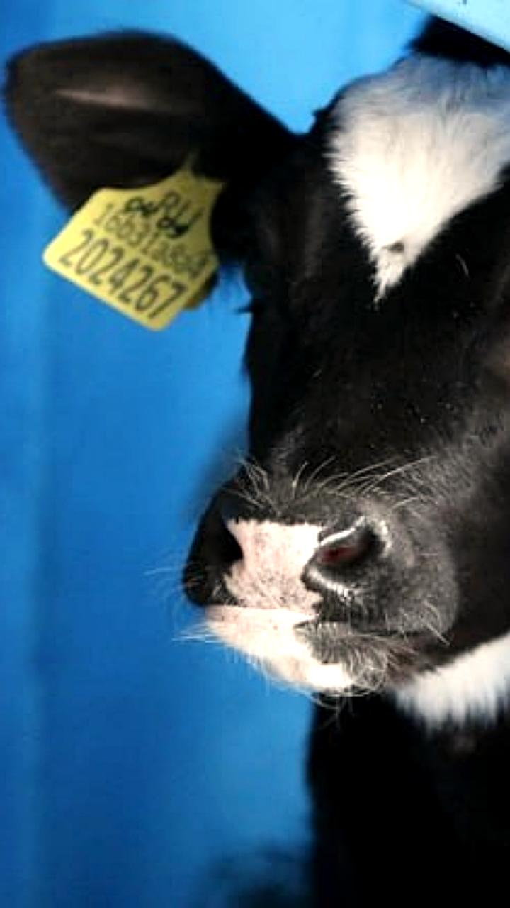 Увеличение случаев бешенства в Молдове вызывает беспокойство