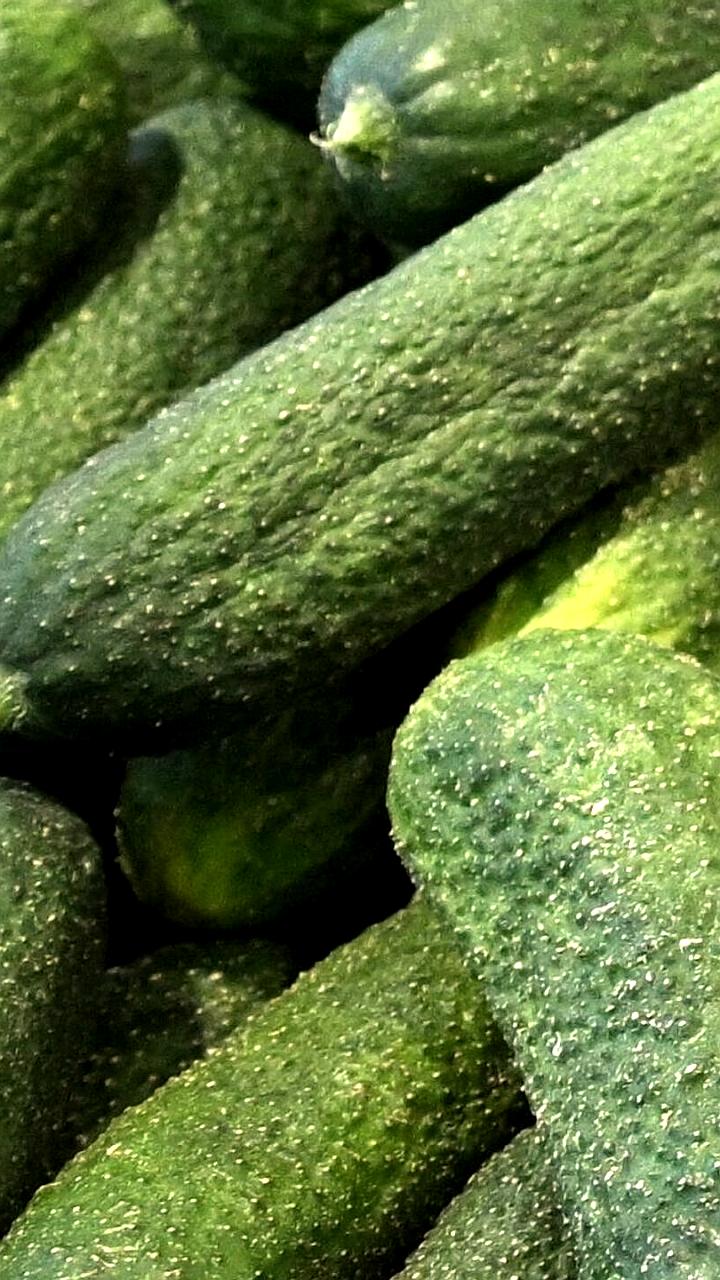 Оксана Лут: Подорожание огурцов в России временное, ожидается снижение цен к весне