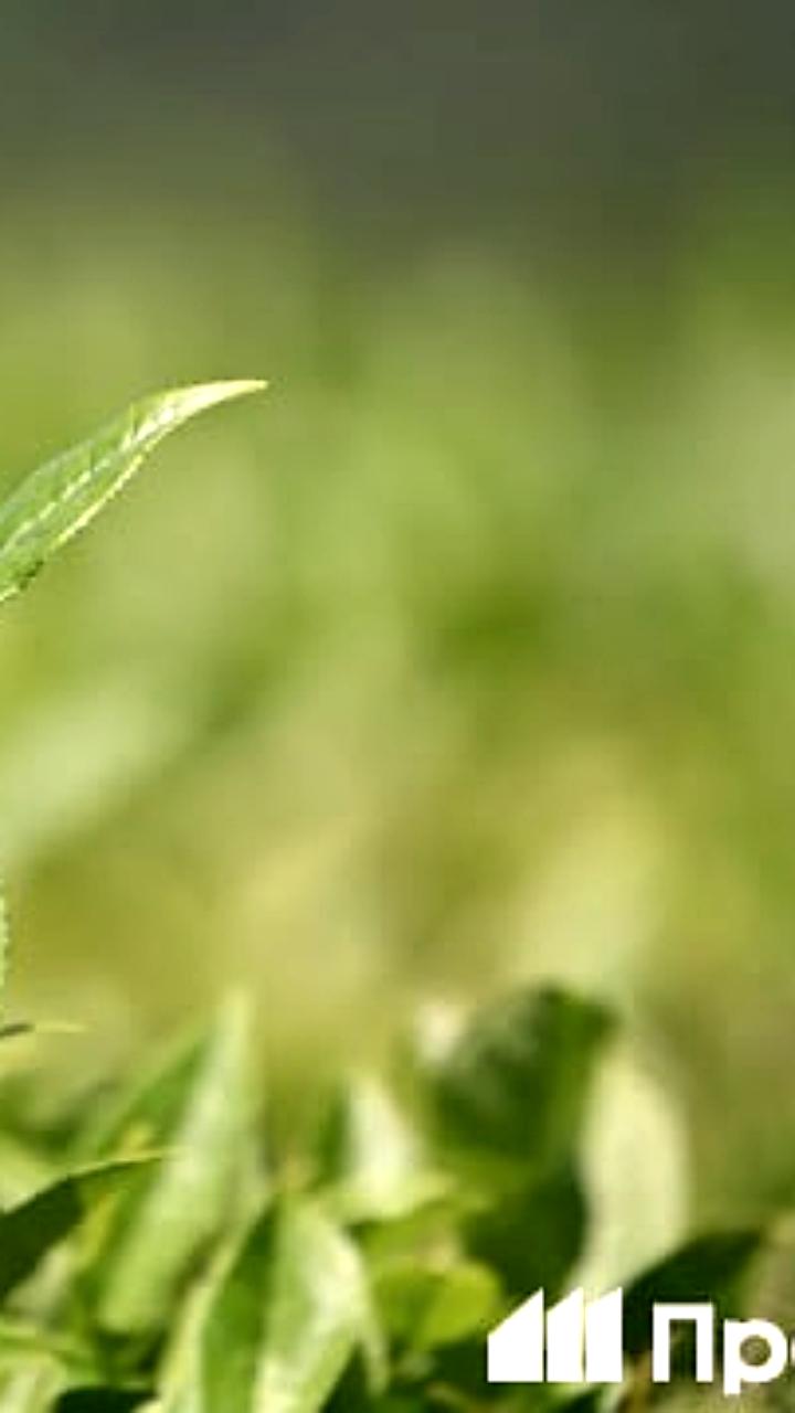 Экспорт чая из России в ЕС в ноябре вырос втрое до 323 тысяч евро