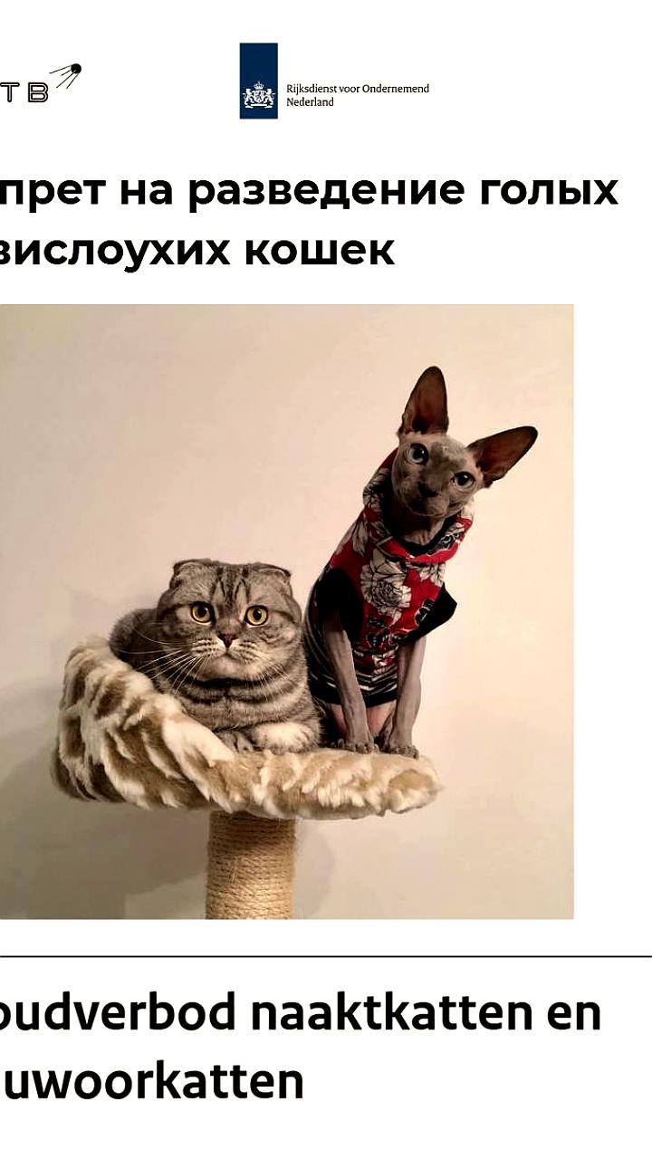 Нидерланды вводят запрет на вислоухих и лысых кошек с 1 января 2026 года
