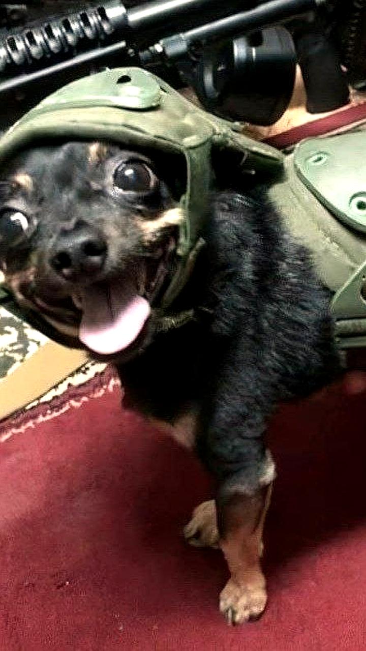 Эстония продолжит участие в учениях в Гренландии, несмотря на угрозы Трампа