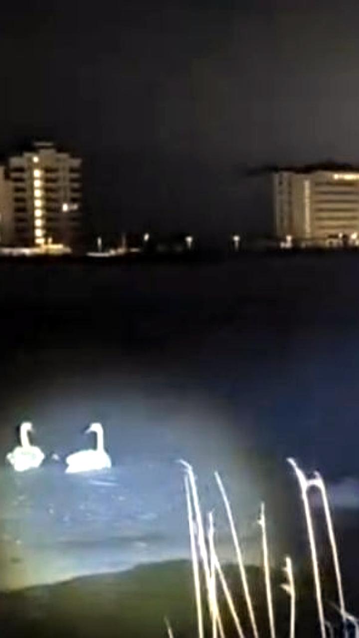 Спасатели подтвердили безопасность лебедей в Крыму после слухов о замерзании