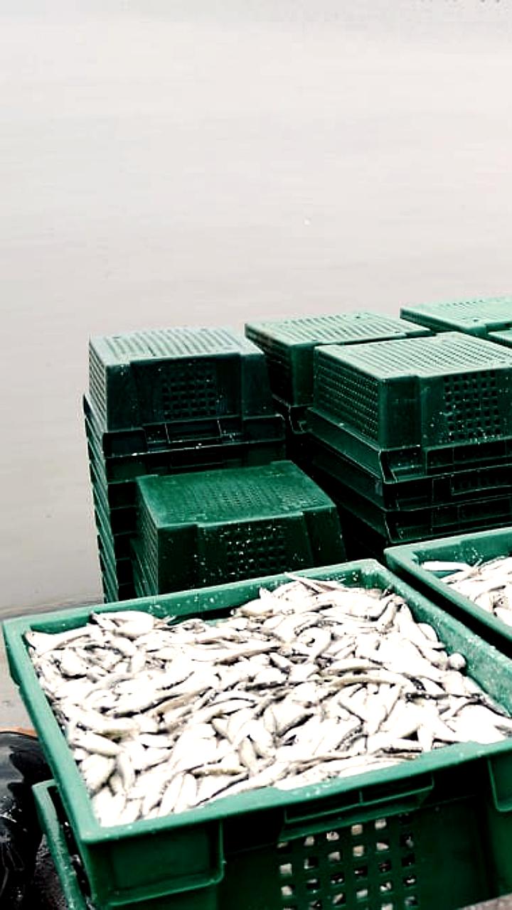 ФНС и Генпрокуратура инициируют судебные разбирательства с участием мясокомбината и рыбных компаний