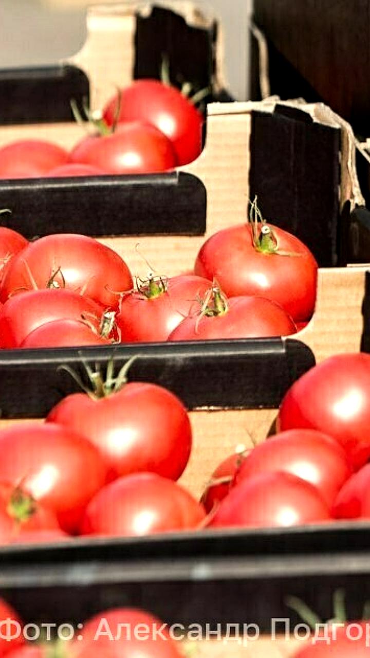 ГК Рост открывает тепличный комбинат в Гусеве для производства овощей