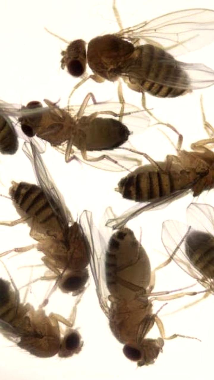 Космические мушки помогут защитить геном космонавтов в межпланетных миссиях