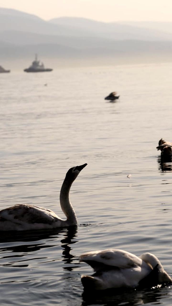 Ужесточение контроля за парковкой в Новороссийске и Владивостоке