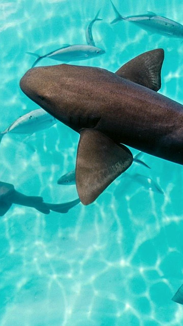 Закрытие пляжей в Хургаде из-за атак акул