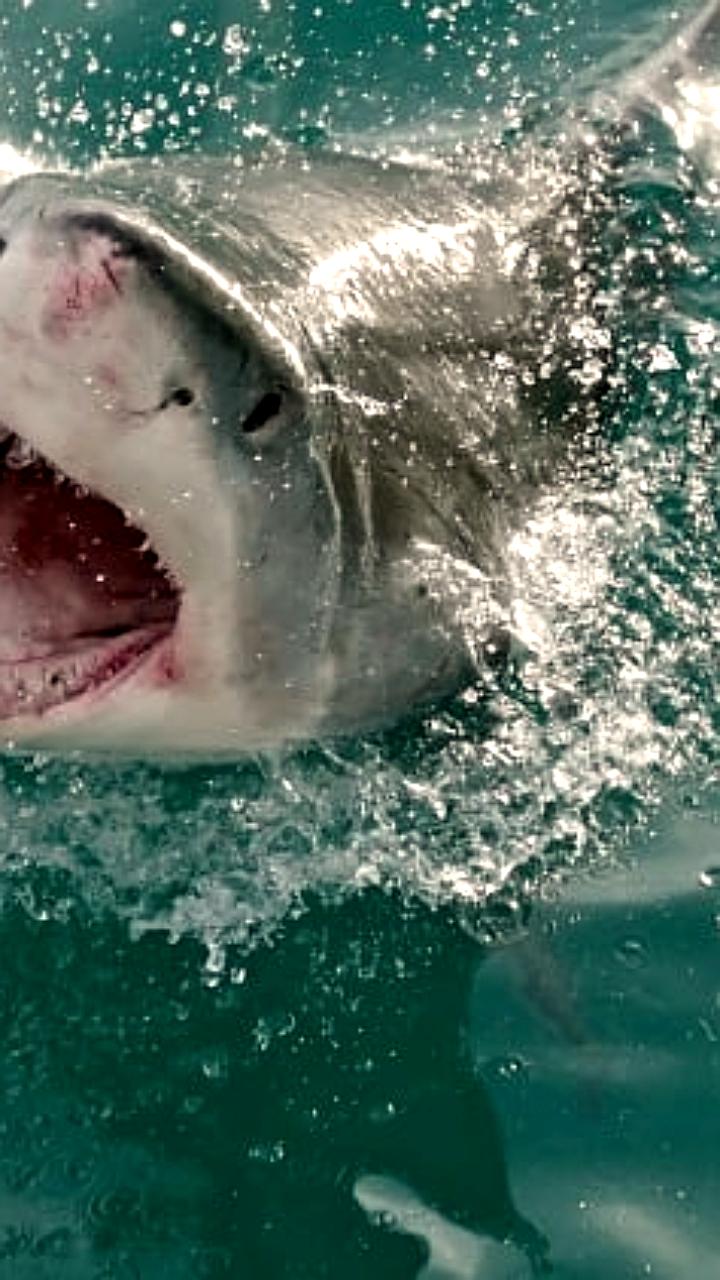 Рост числа нападений акул на людей в Сиднее