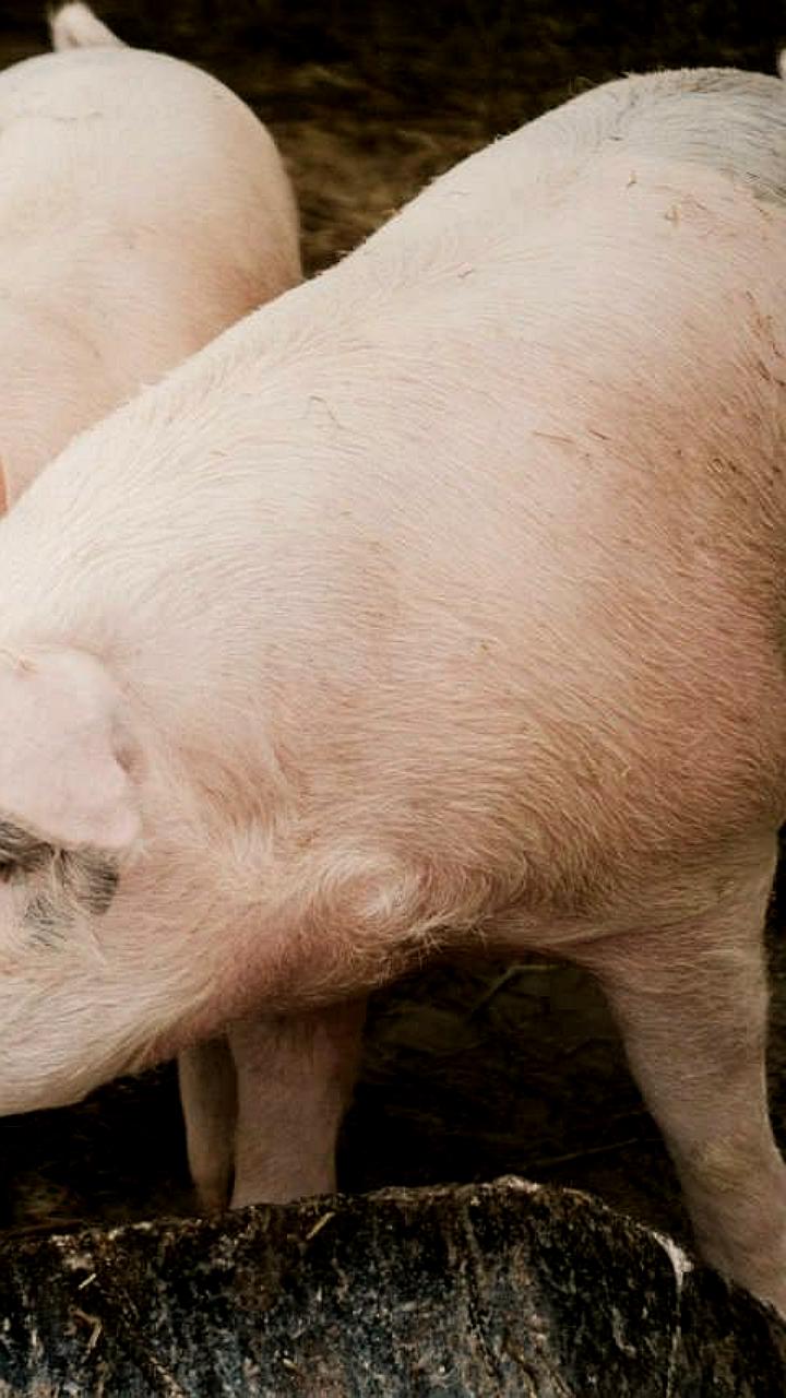 Снижение продаж баранины и говядины в России в 2025 году