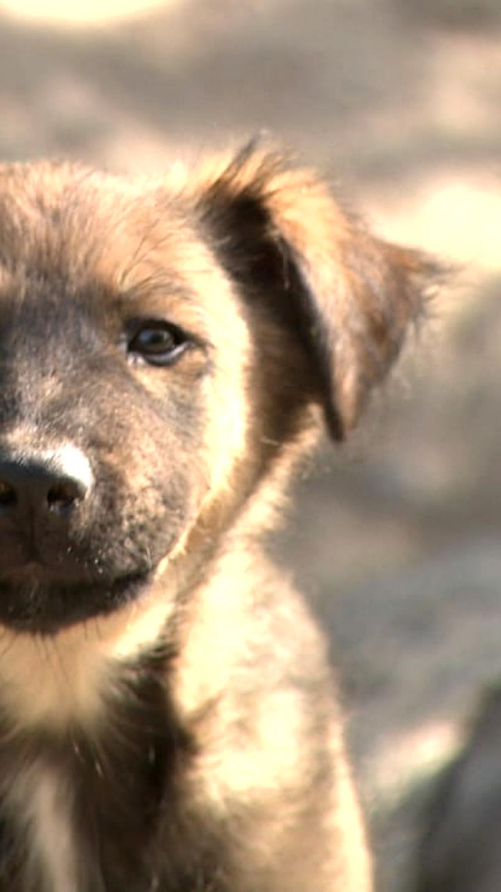 Волгоград запустит мобильный ветеринарный комплекс для помощи животным в Донбассе и Новороссии