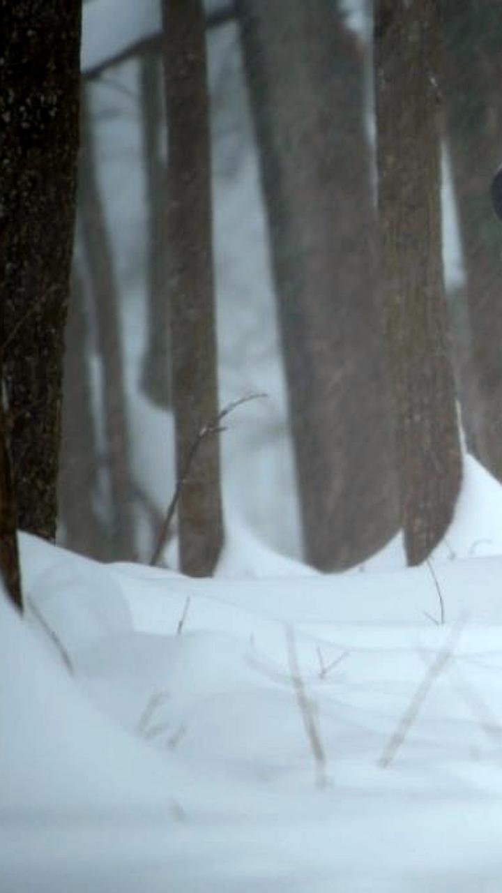 Зубр в Калужских засеках: зимние мгновения природы