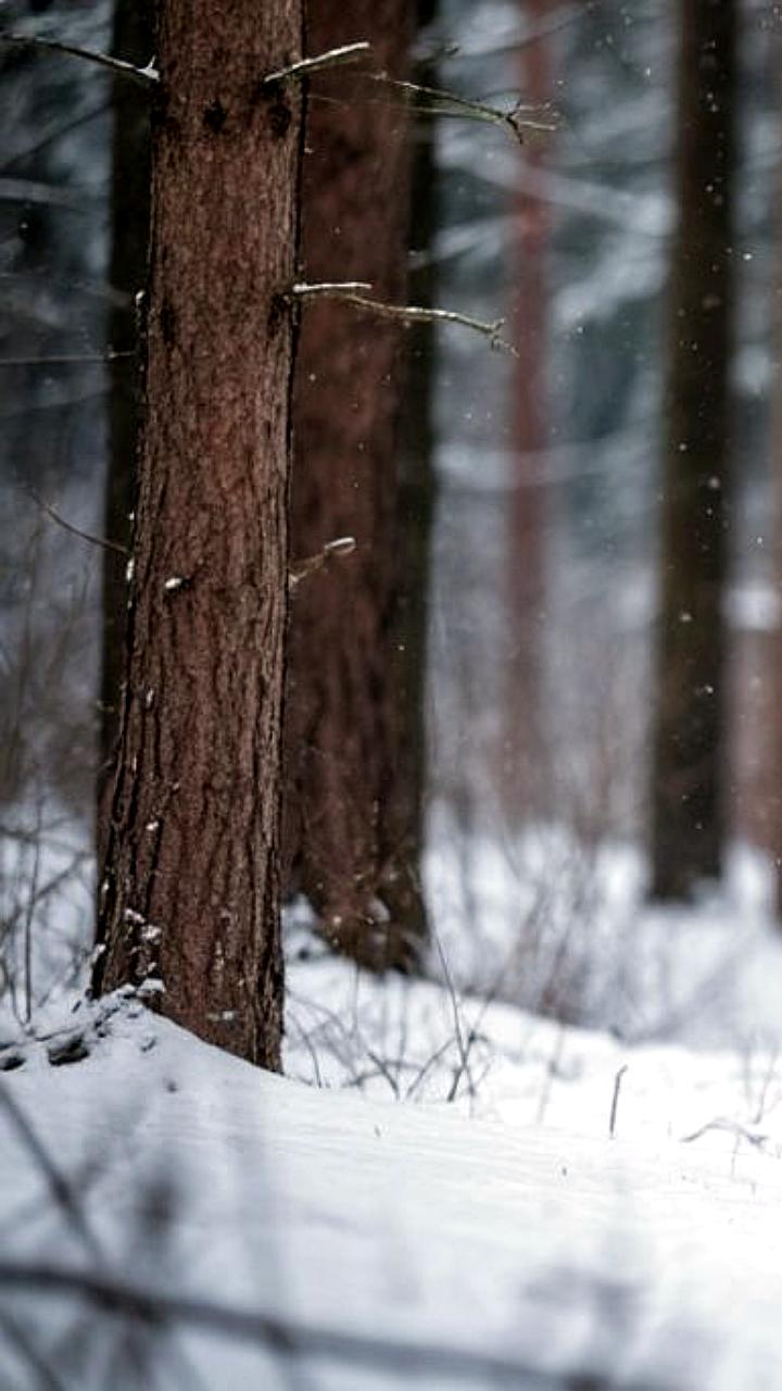 Зимний учет диких животных в Тульской области: результаты 2025 года