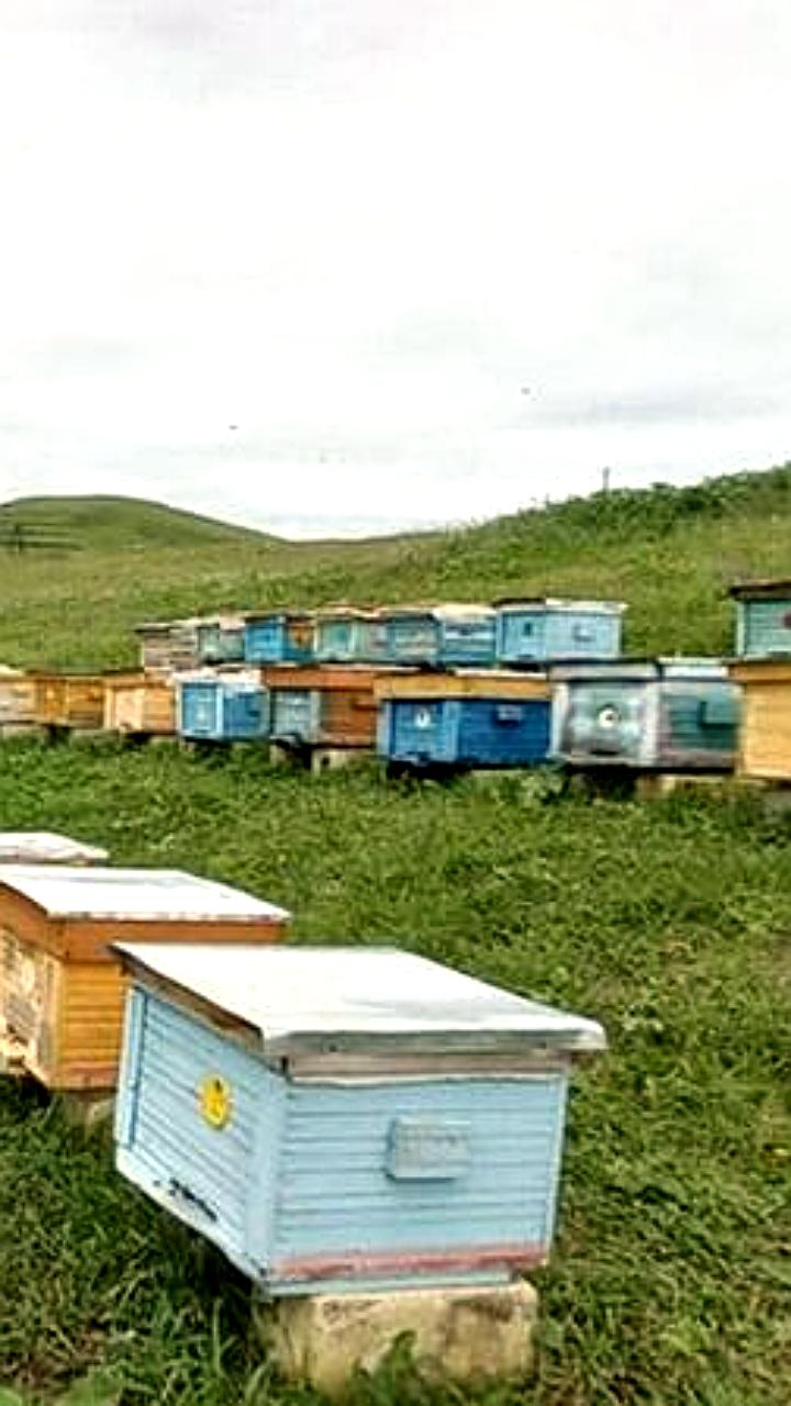 Дагестан получит 10 млн рублей на развитие пчеловодства в 2026 году