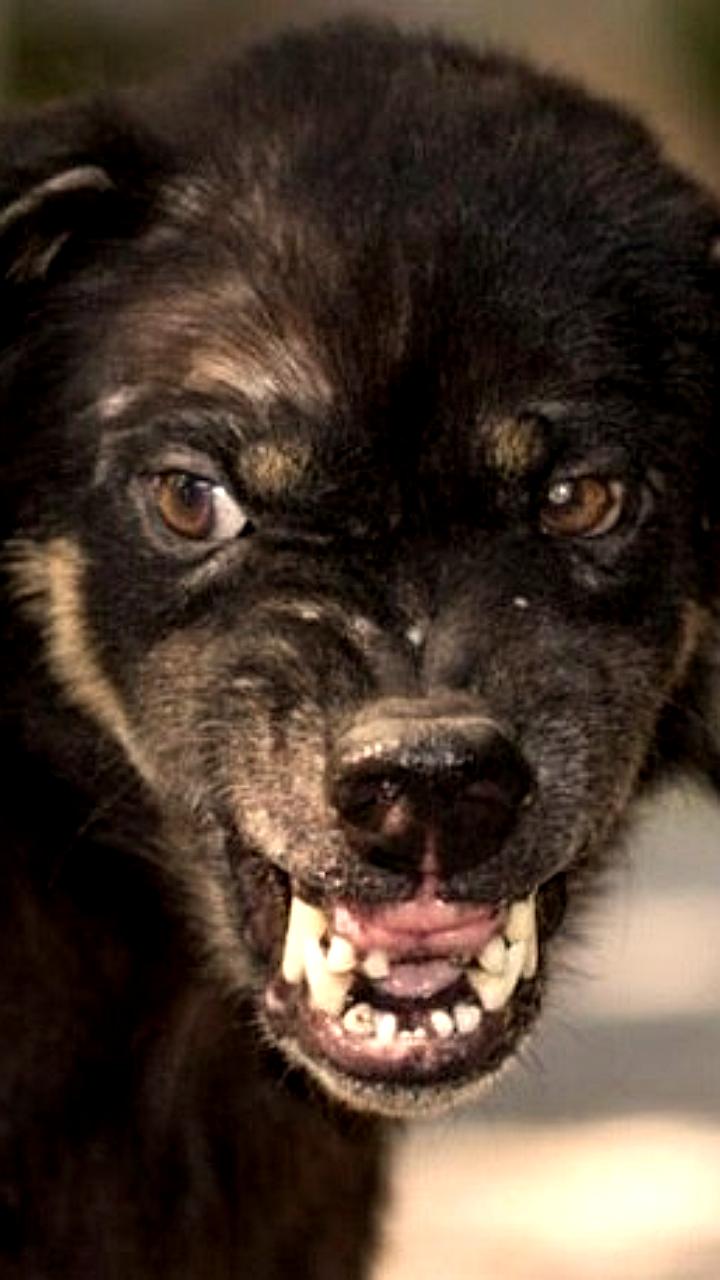 Суд удовлетворил иск о компенсации морального вреда для пострадавшей от укуса собаки