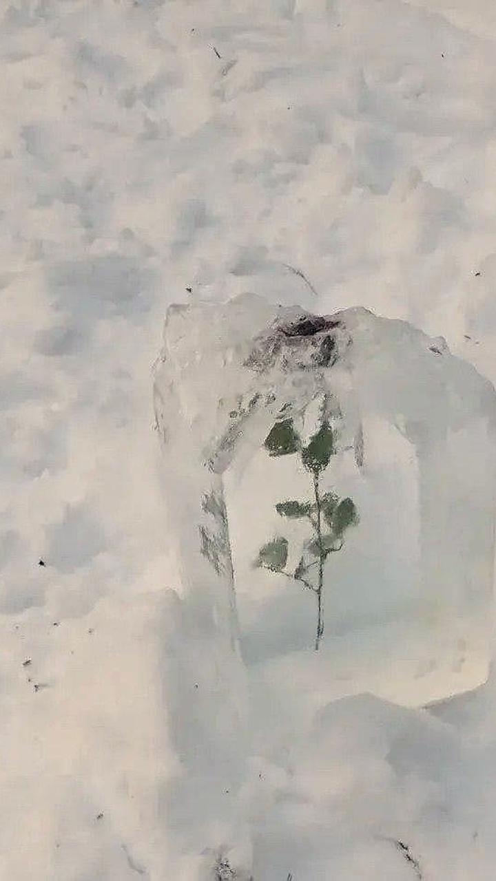 В Петербурге в Шуваловском парке обнаружена замороженная роза как арт-объект