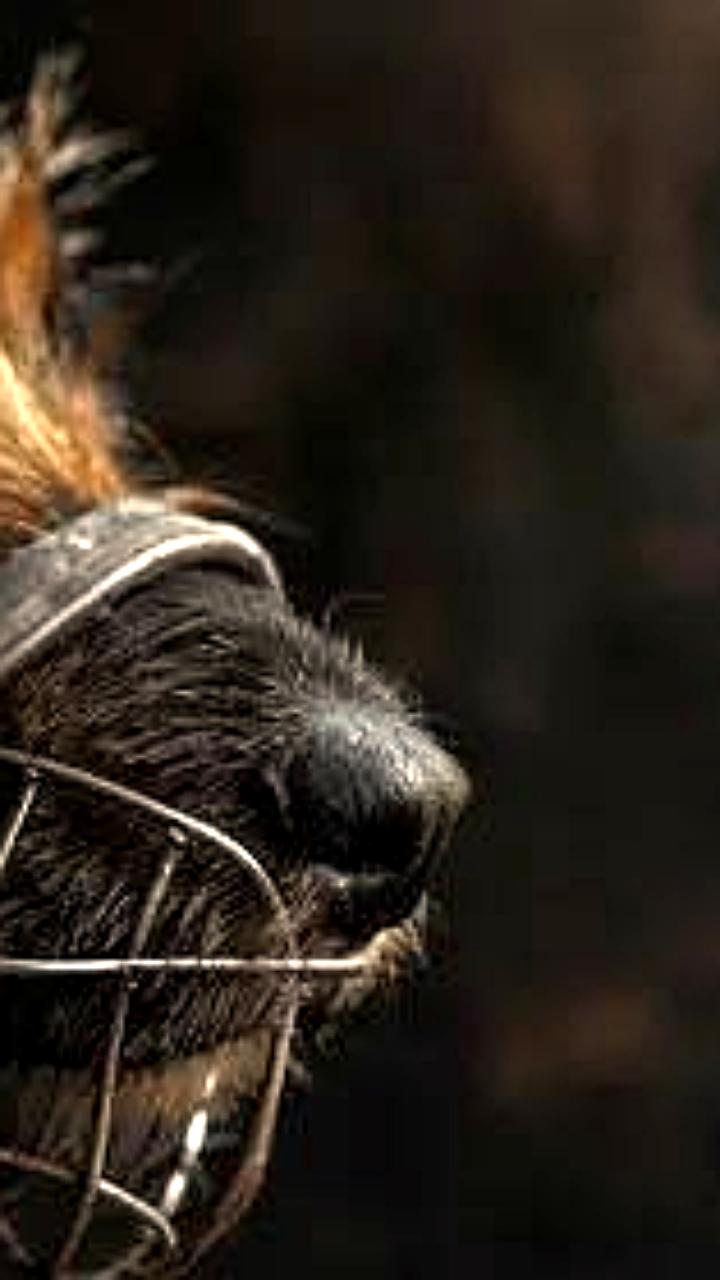 В Оренбургской области введен режим экстраординарной ситуации для отлова бездомных собак