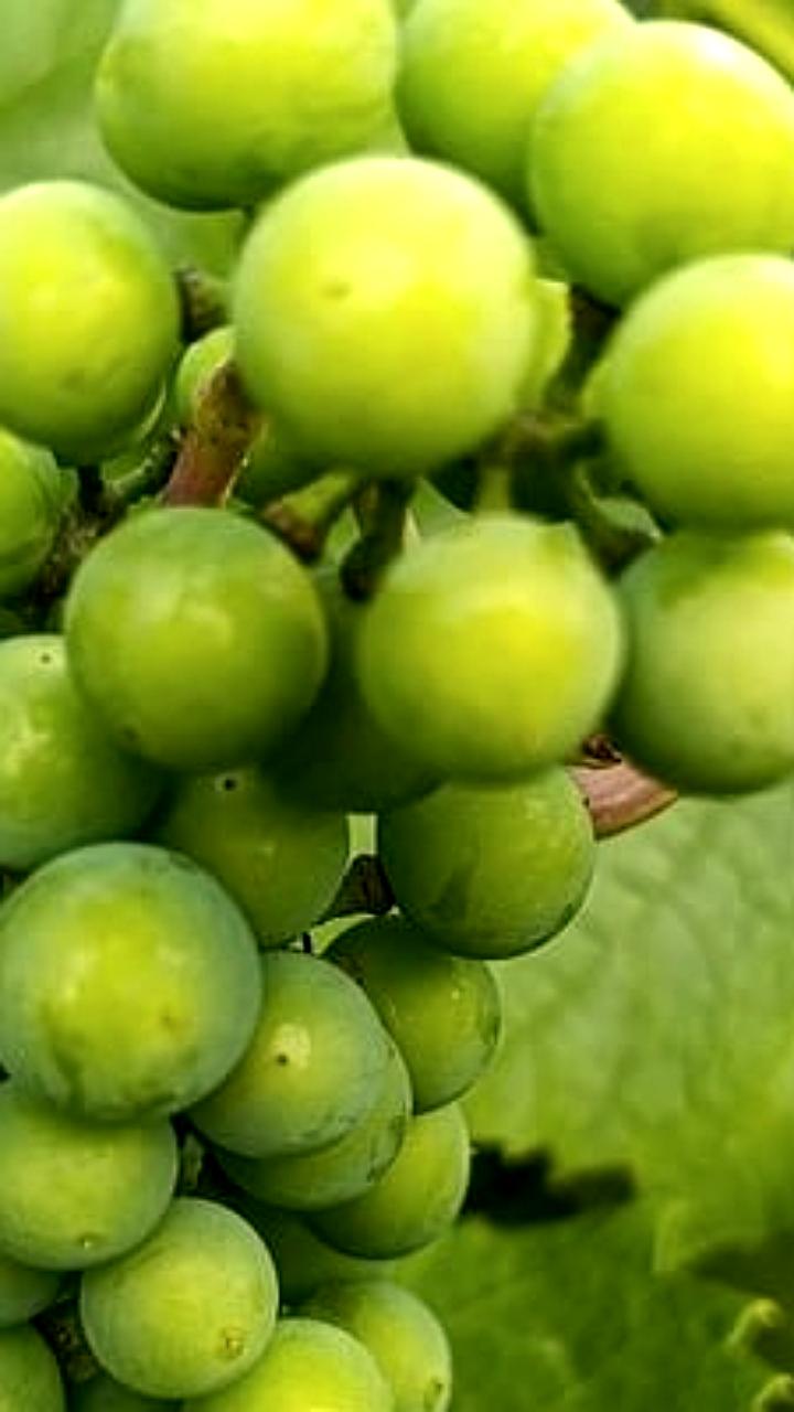 Россия увеличила импорт китайского винограда до рекордных 47,7 тыс. тонн в 2025 году