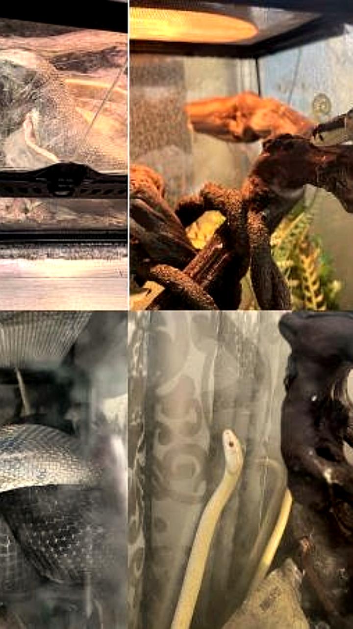 В Москве изъяты экзотические животные после укуса ядовитой змеи