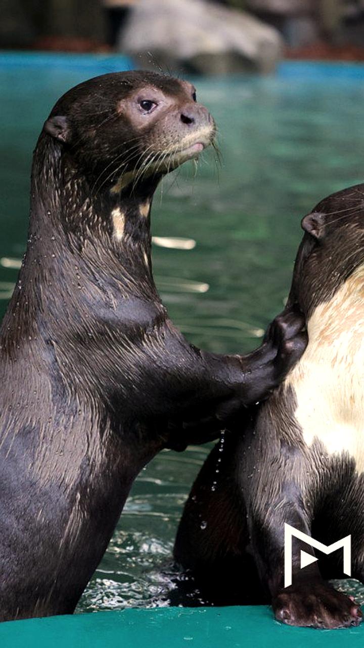 Зоопарки России: потери в Ленинградском и успехи в Московском