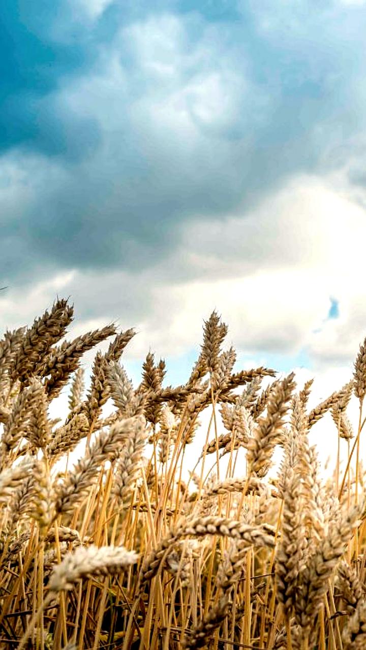 Уголовное дело против бывших чиновников Ростовской области и предпринимателя за незаконное расходование бюджета