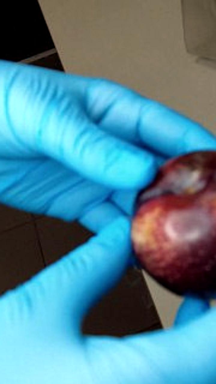 Россельхознадзор предотвратил ввоз 24,5 тонн мандаринов из Турции из-за вредителя