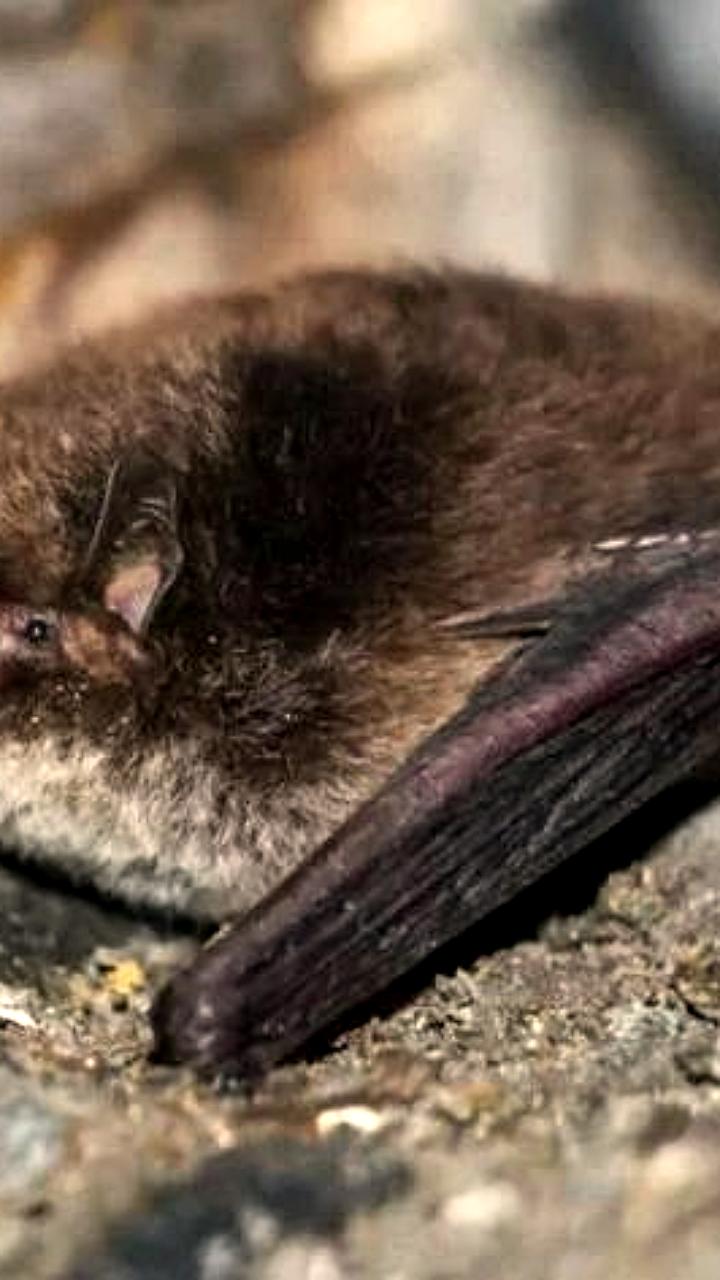 В Алтайском крае впервые за 20 лет обнаружена редкая летучая мышь