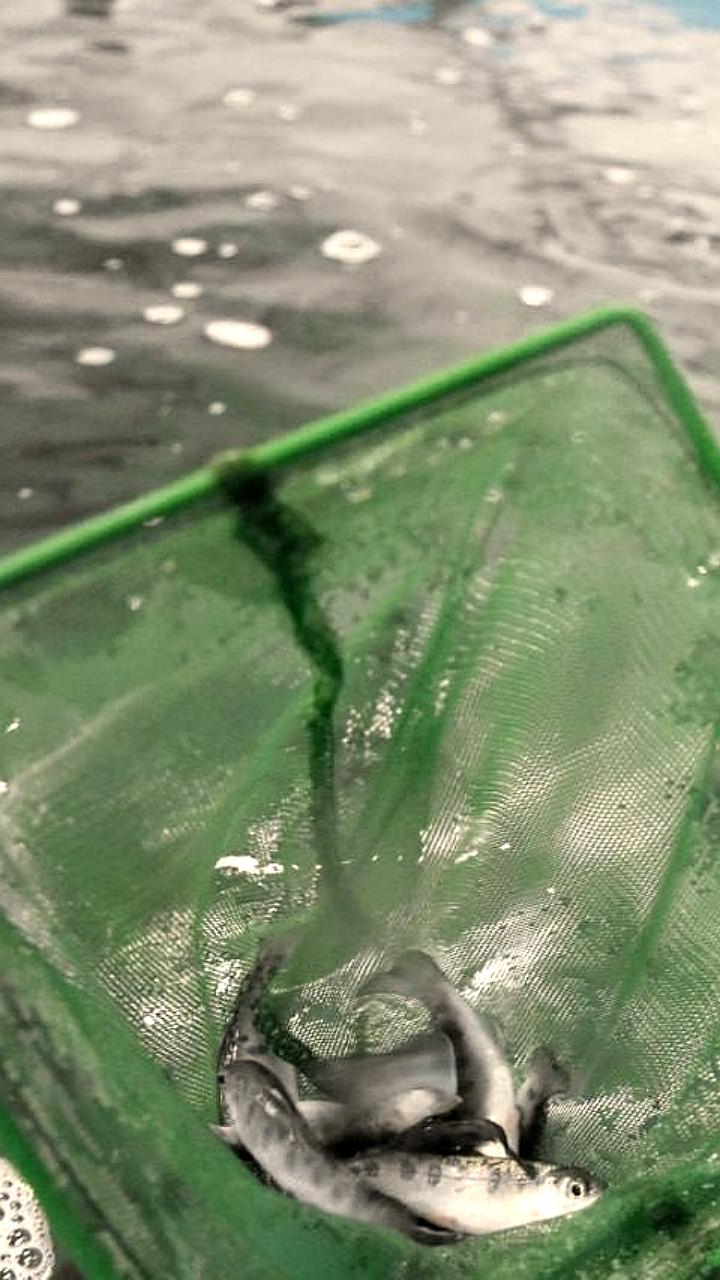 Калининградская форель появится на прилавках к концу года благодаря компании Русинг