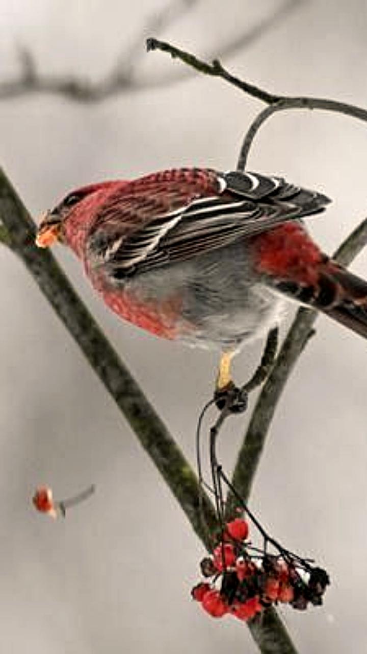 Эксперт призывает подкармливать зимующих птиц в Москве из-за ожидаемых морозов