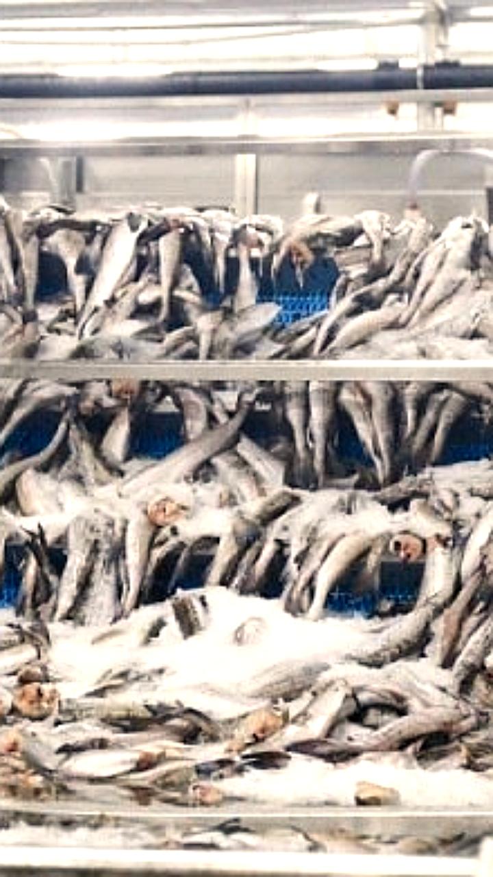 Увеличение допустимых уловов рыбы и краба в России на 2026 год