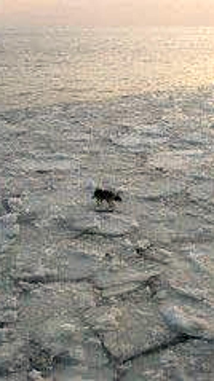 Жители Владивостока просят помощи в спасении собаки, унесенной в море на льдине