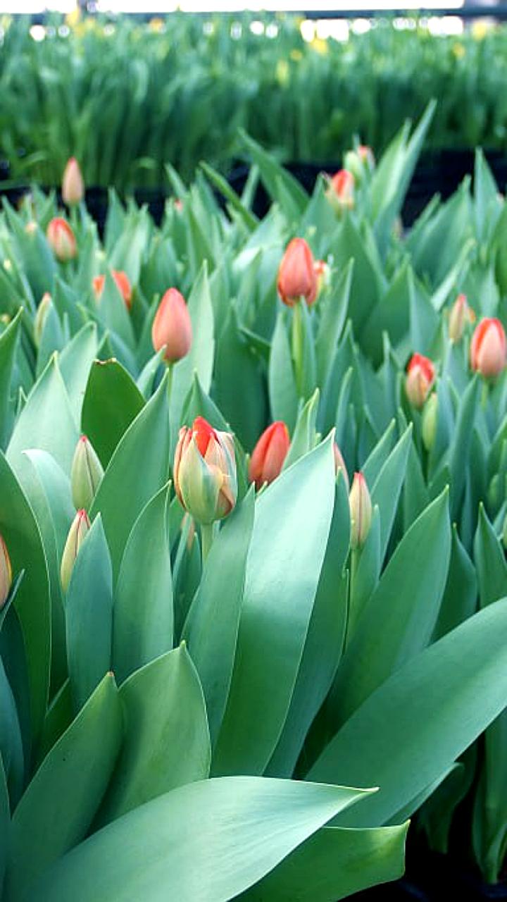 Хабаровские теплицы увеличили производство тюльпанов к 8 марта