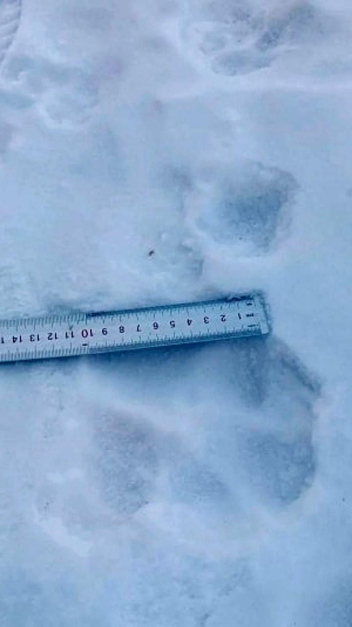 Следы тигра замечены в селе Птичник, жители призваны к осторожности