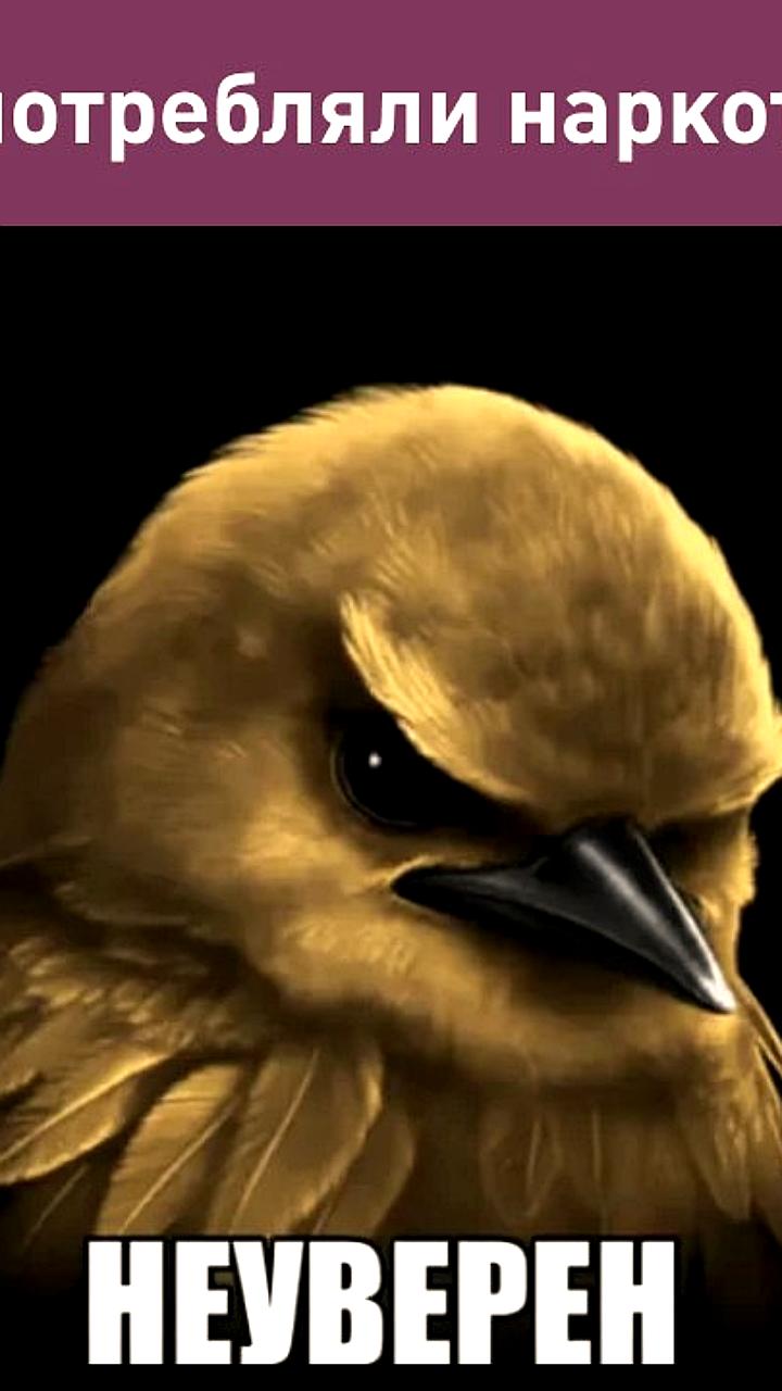 Петербуржец лишился прав из-за птичьего корма после ДТП