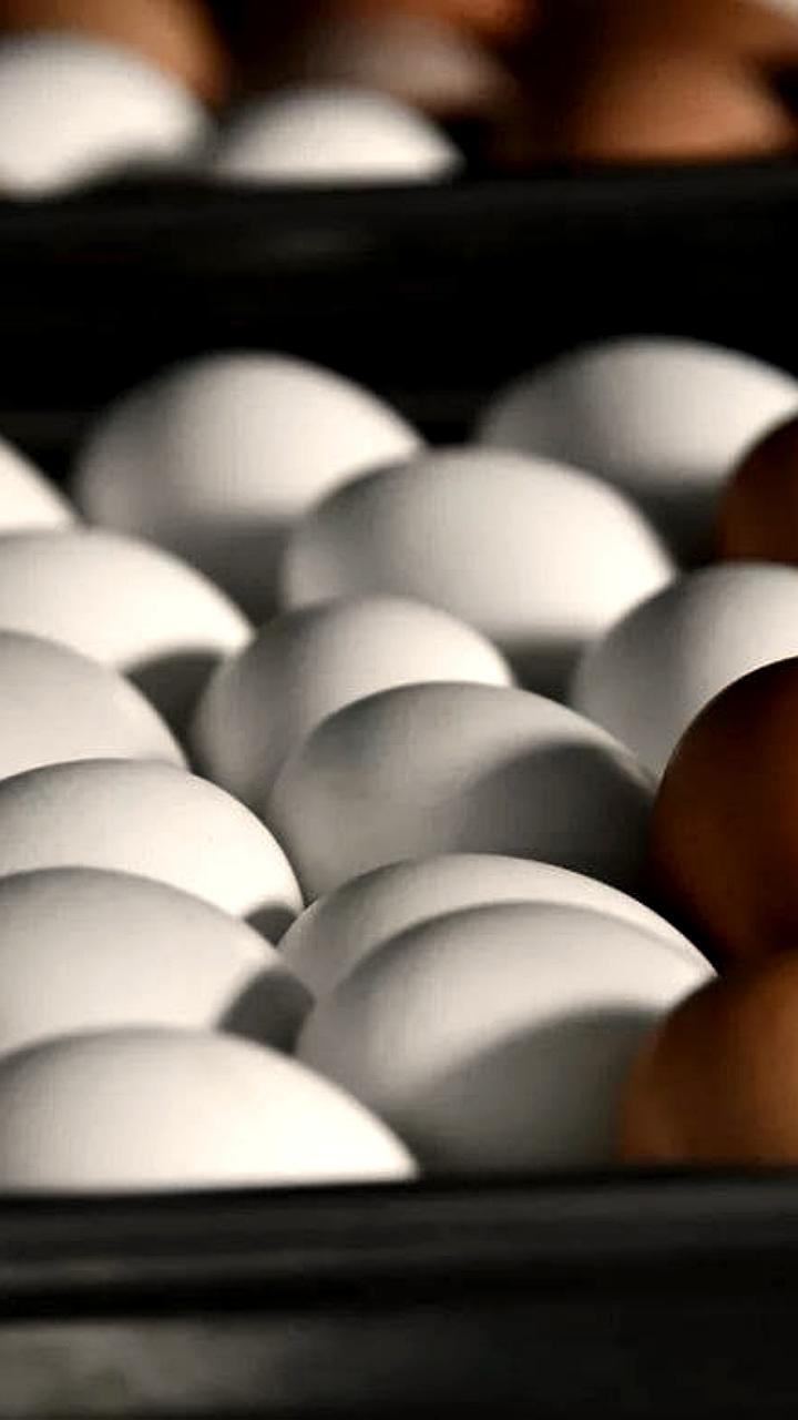 ОАЭ стали крупнейшим импортером свежих куриных яиц из России в 2025 году