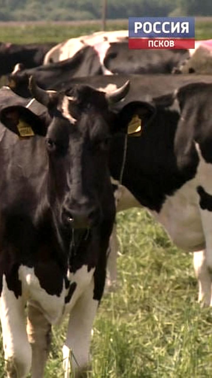 Производство скота и птицы в Псковской области остается стабильным, в Сибири наблюдается снижение объемов яиц