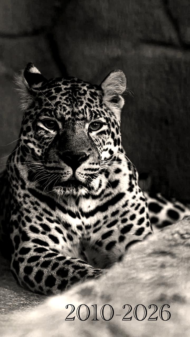 В Челябинском зоопарке скончался леопард Амир накануне своего 16-летия