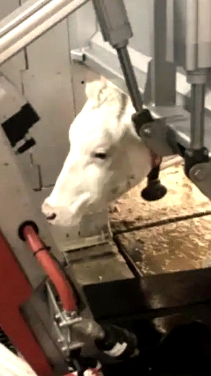 Башкирия внедряет 20 новых роботизированных комплексов в молочном животноводстве