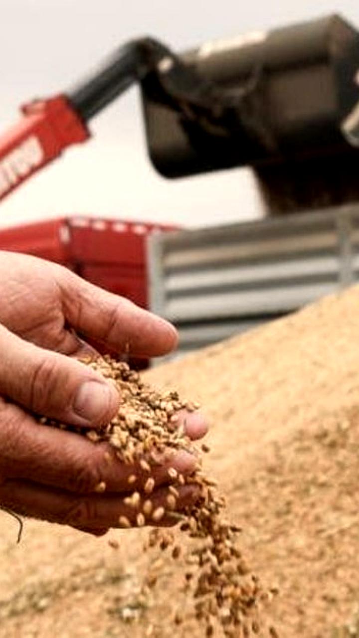 Россия сохраняет лидерство в экспорте удобрений и пшеницы на международных рынках