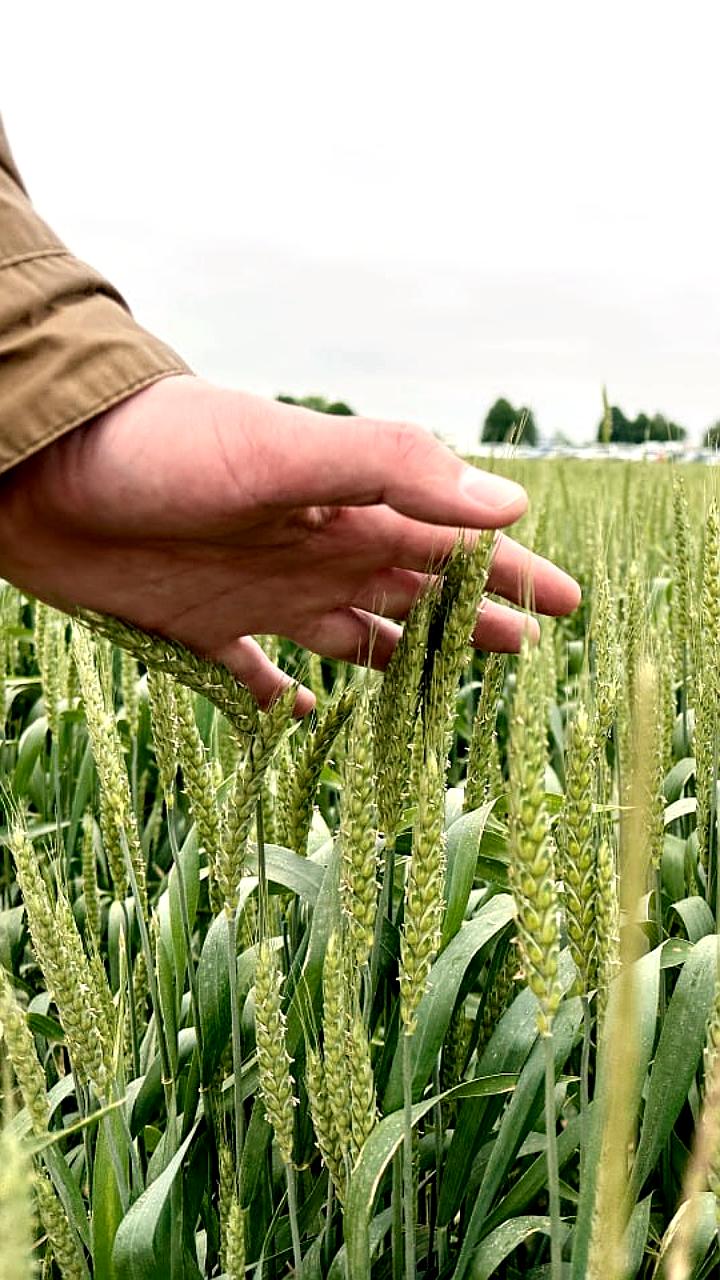 Сергей Шишкарев рассматривает создание зернового хаба в Омане
